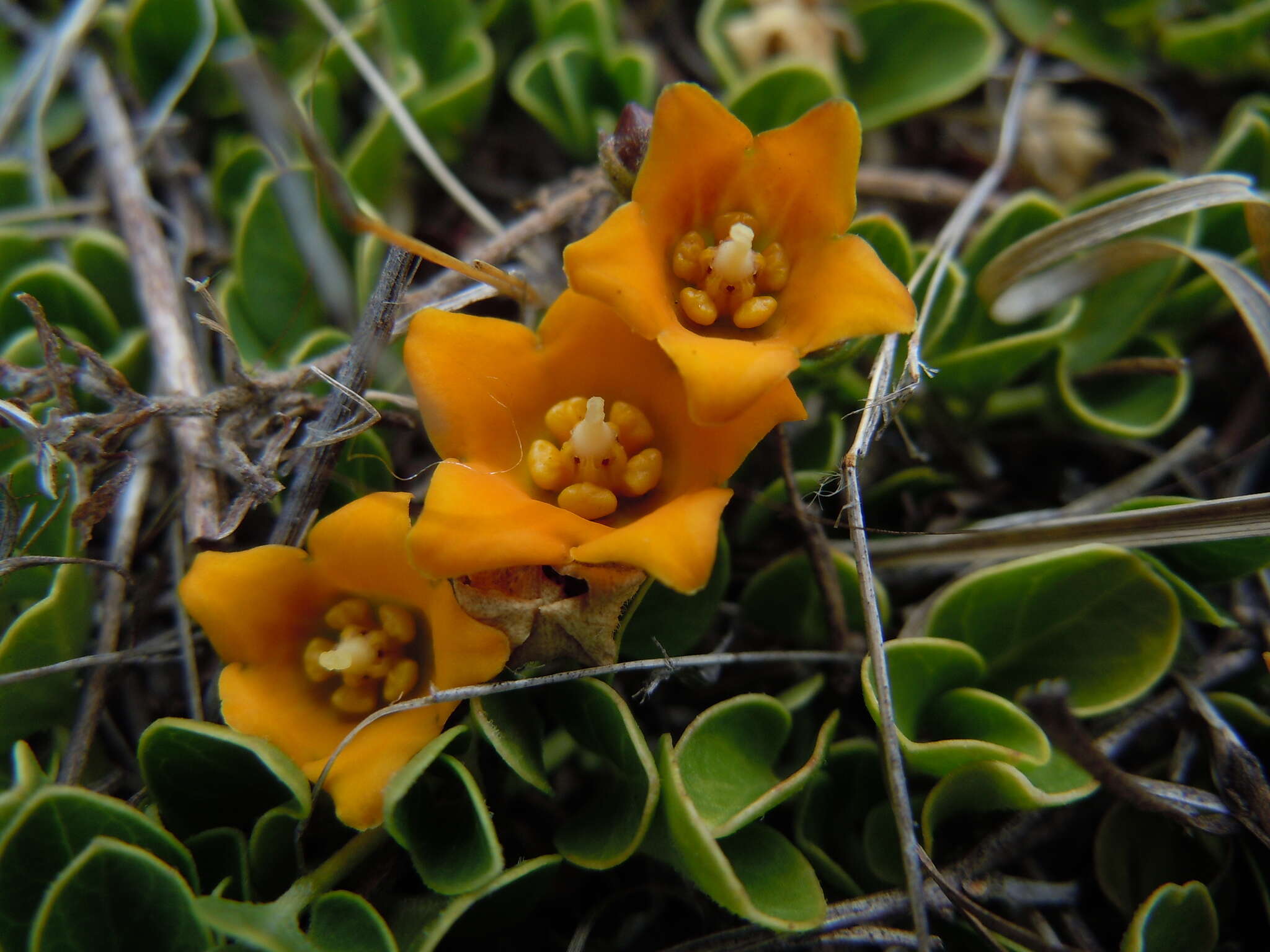 Philibertia lysimachioides (Wedd.) T. Meyer resmi