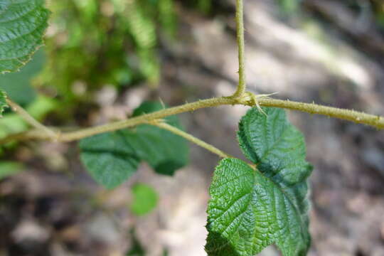 Image of Rubus moluccanus var. trilobus A. R. Bean