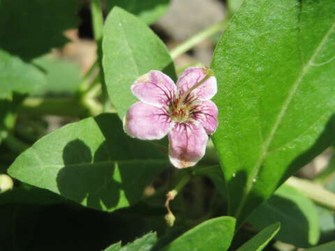 Image of matrimony vine