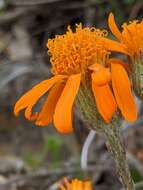 Image of flame ragwort