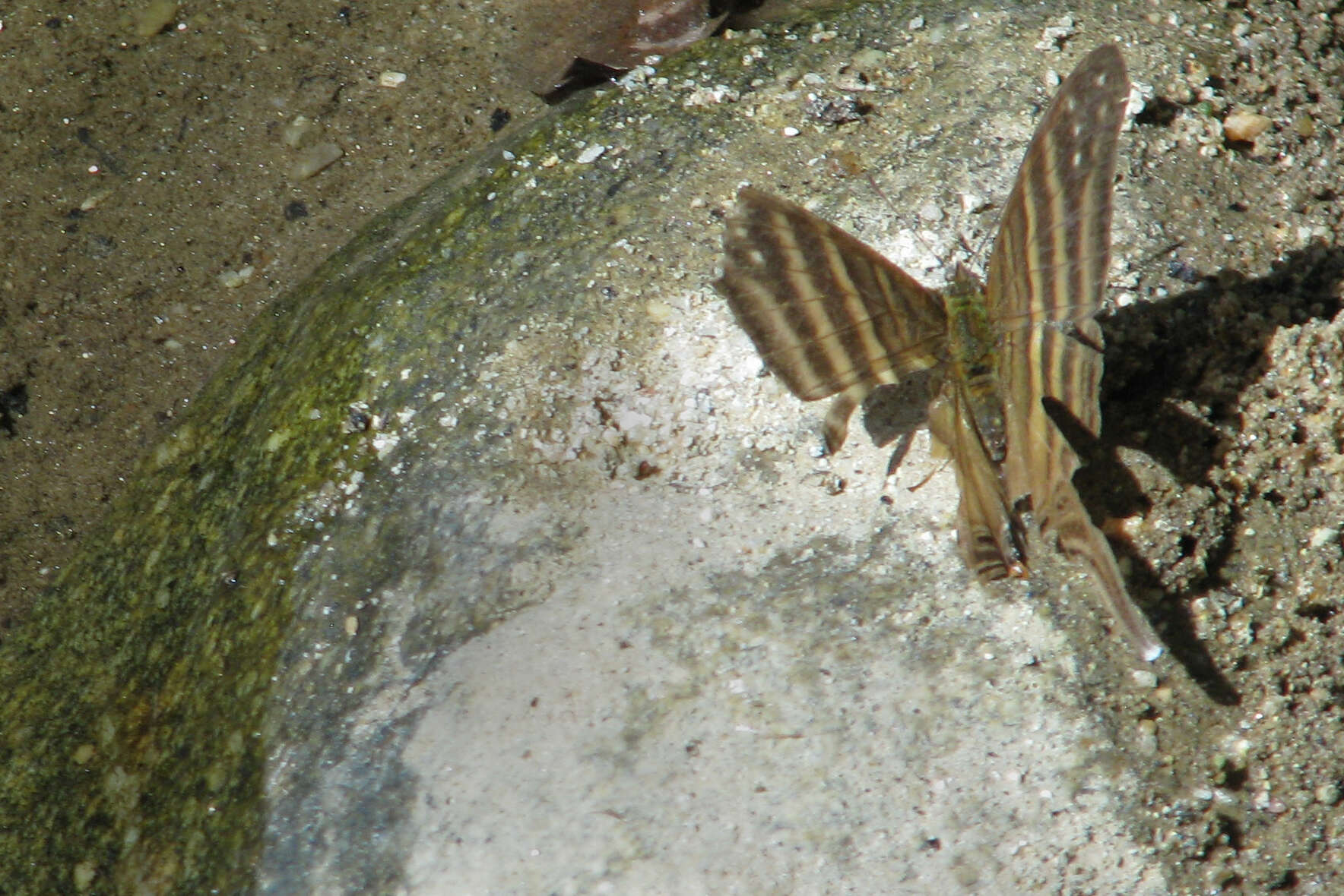 Image of Many-banded Daggerwing