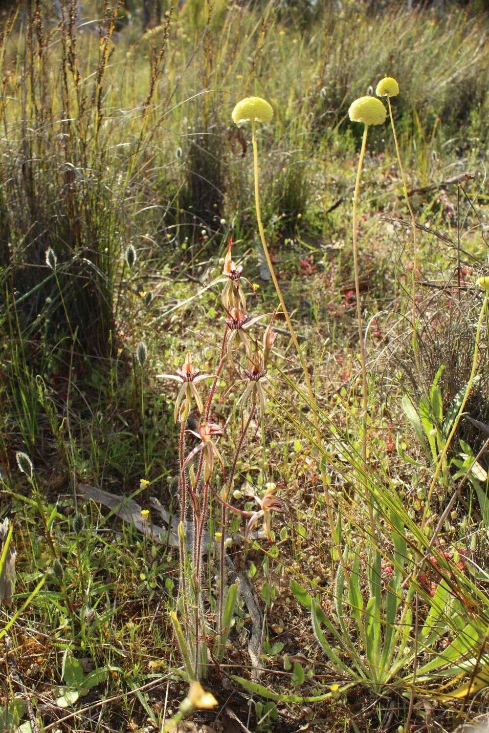 Image of Caladenia ericksoniae Nicholls
