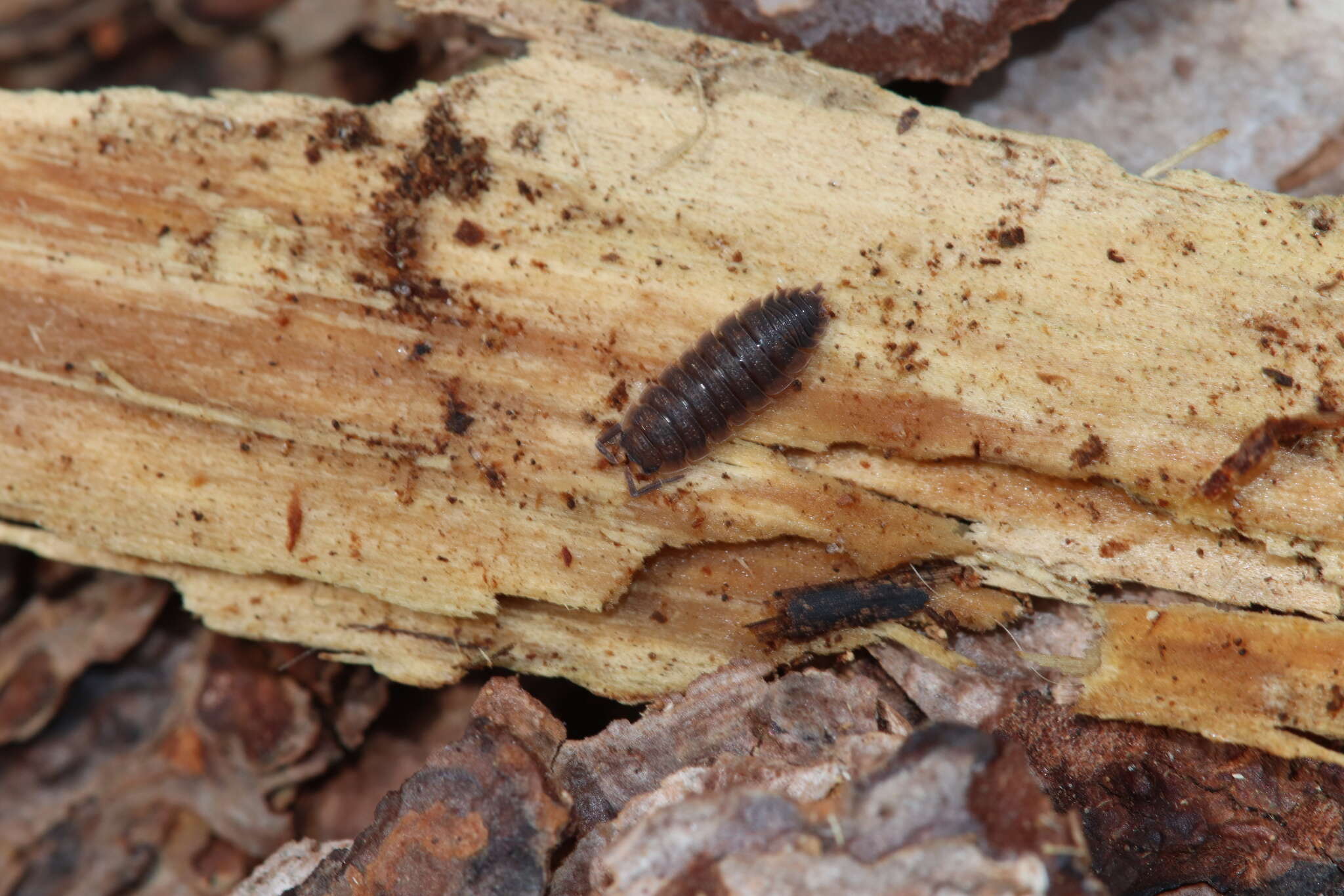 Image of <i>Porcellio <i>scaber</i></i> scaber