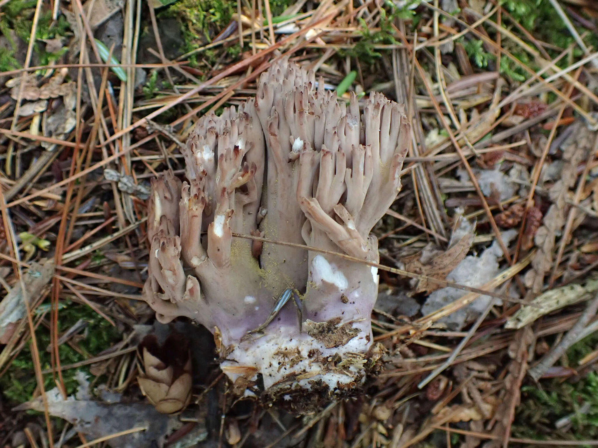 Ramaria fumigata (Peck) Corner 1950 resmi