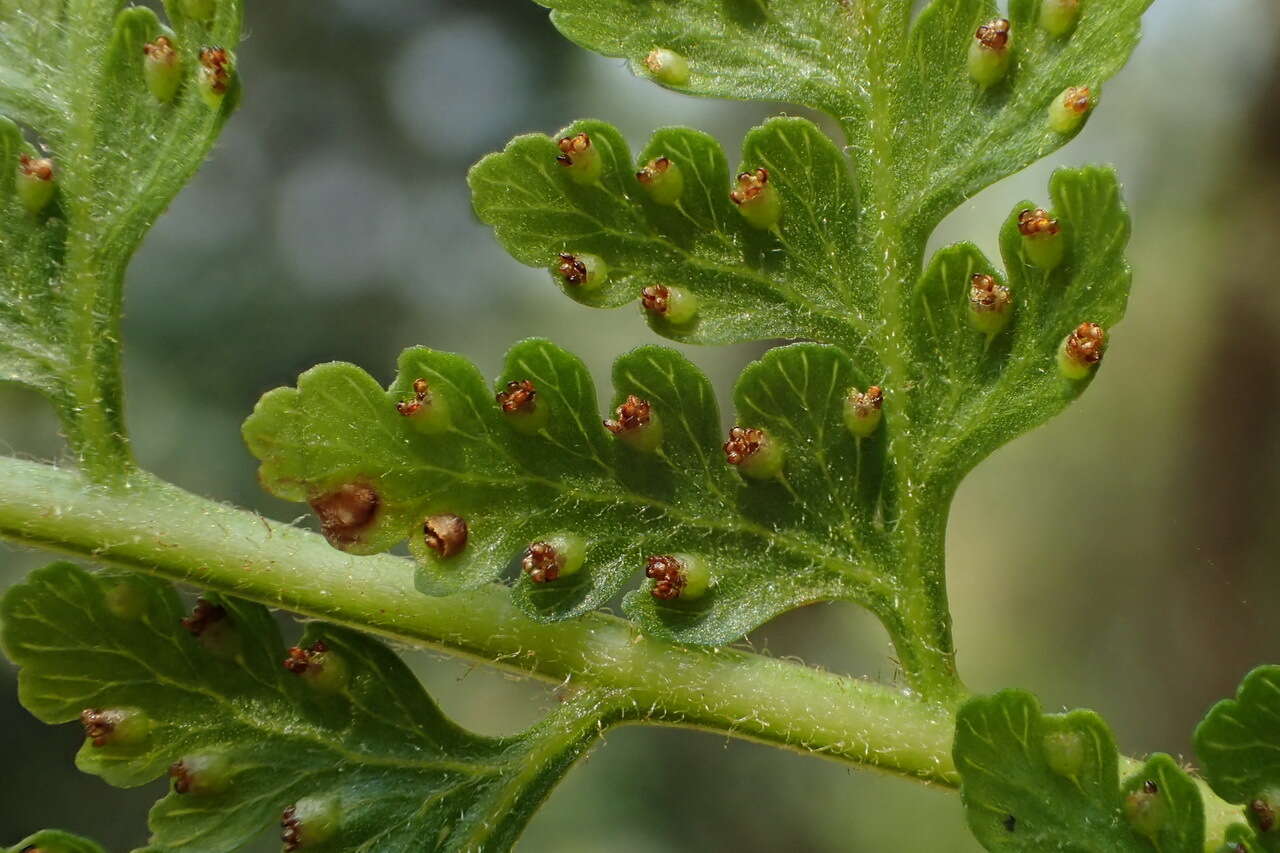 Image of Limp-Leaf Fern