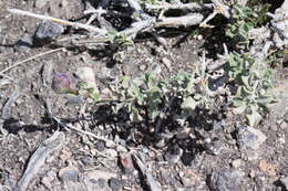 Plancia ëd Salvia dorrii (Kellogg) Abrams