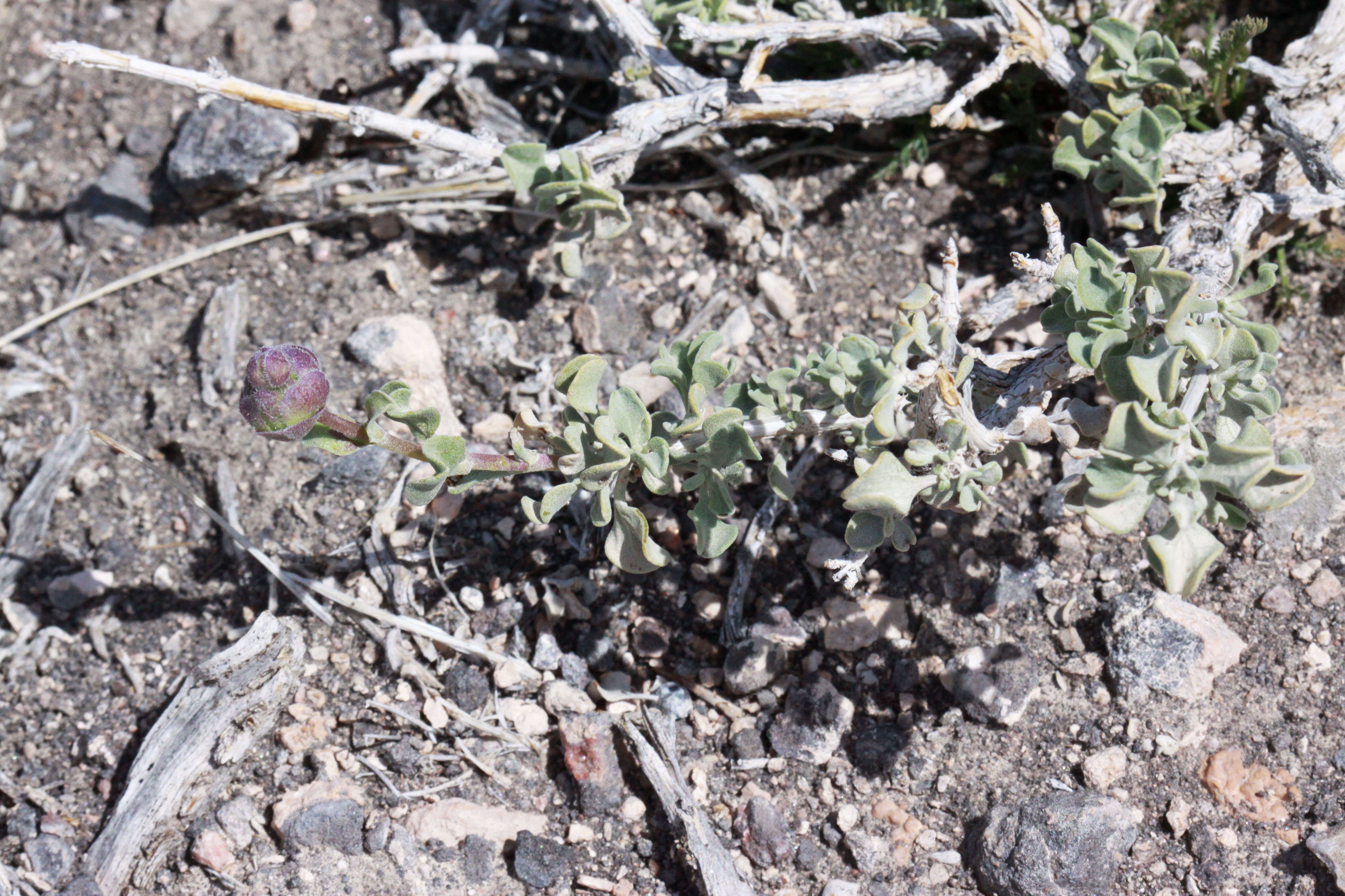 Plancia ëd Salvia dorrii (Kellogg) Abrams