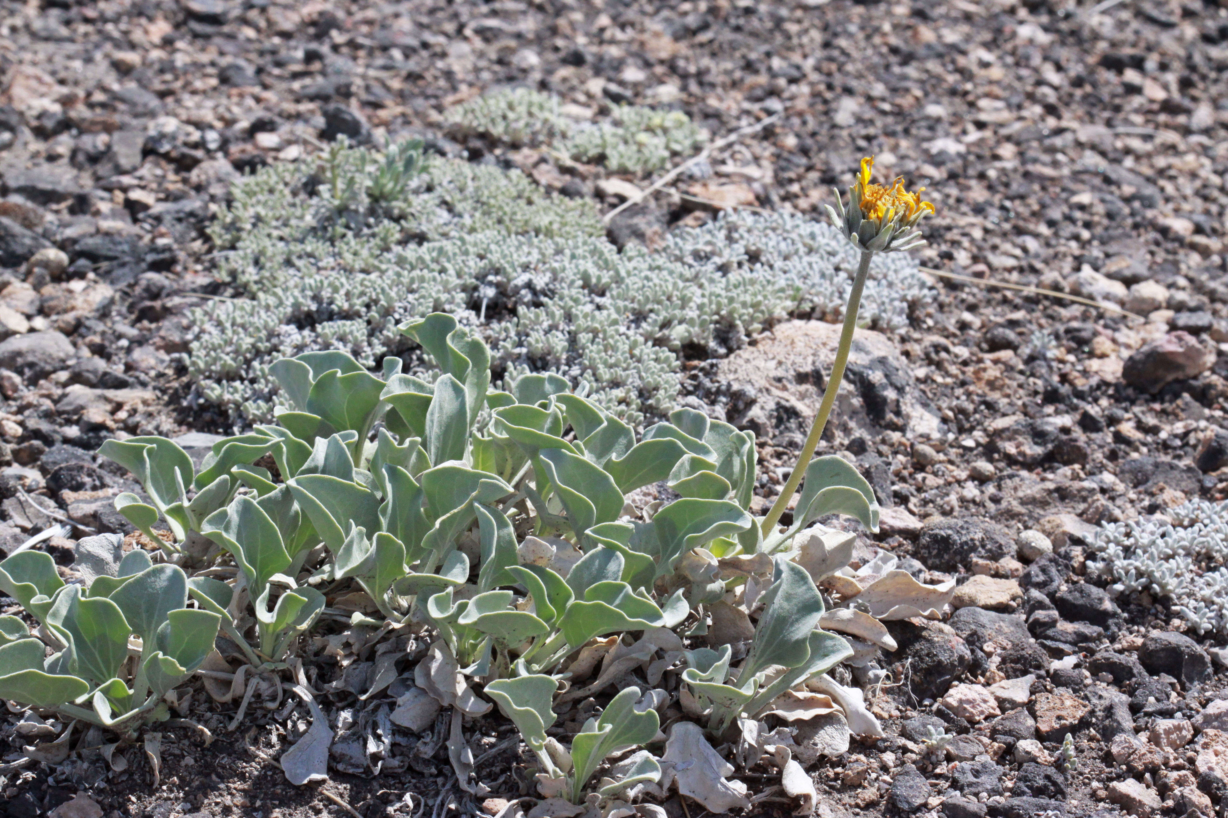 صورة Enceliopsis nudicaulis (A. Gray) A. Nels.