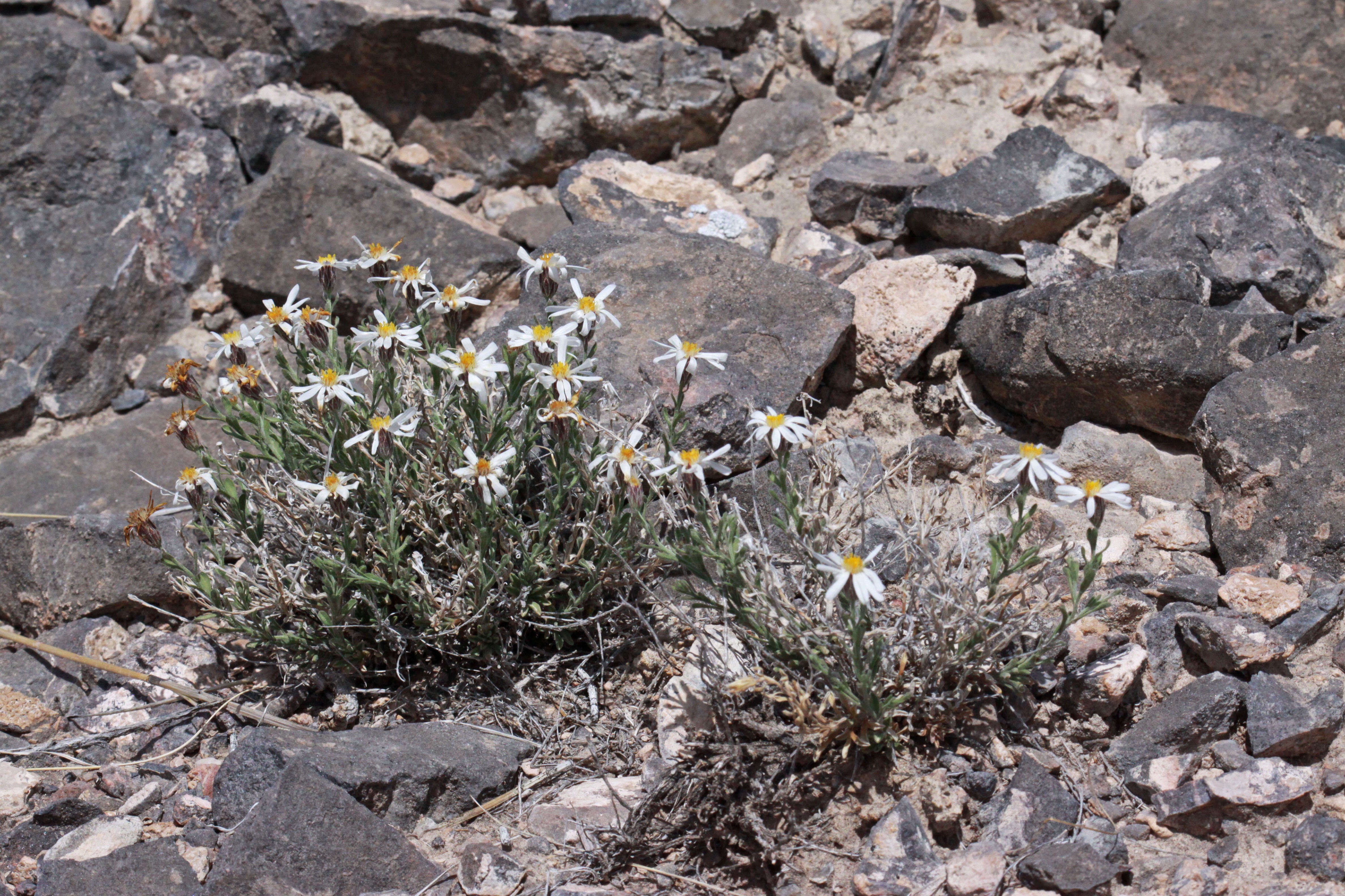 Image of rose heath