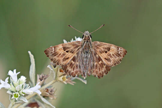 Image of Mallow Skipper