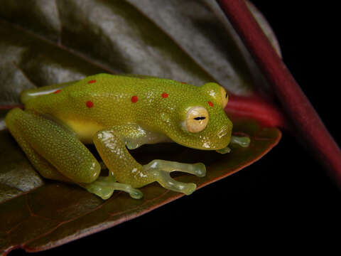 Image of Nymphargus grandisonae (Cochran & Goin 1970)