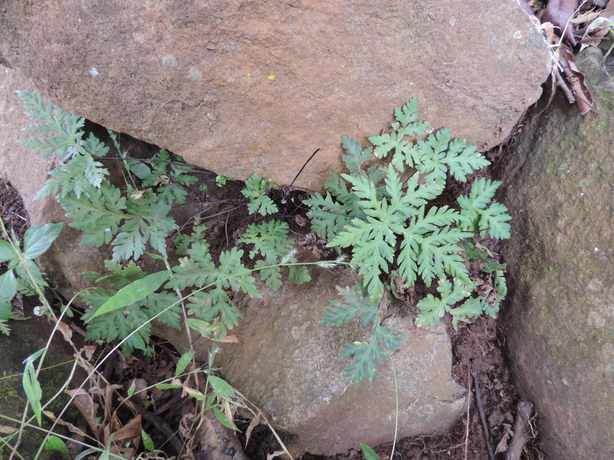 Image of Doryopteris concolor (Langsd. & Fisch.) Kuhn