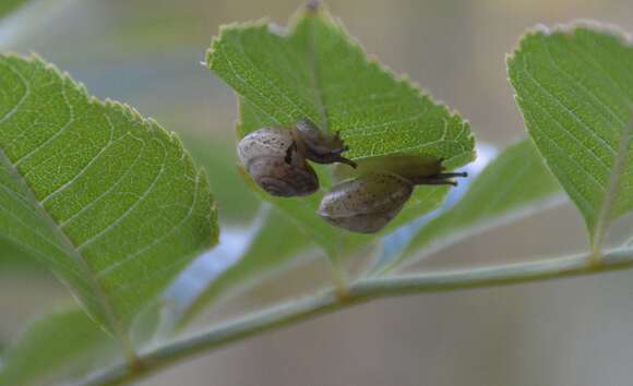 Image of girdled snail