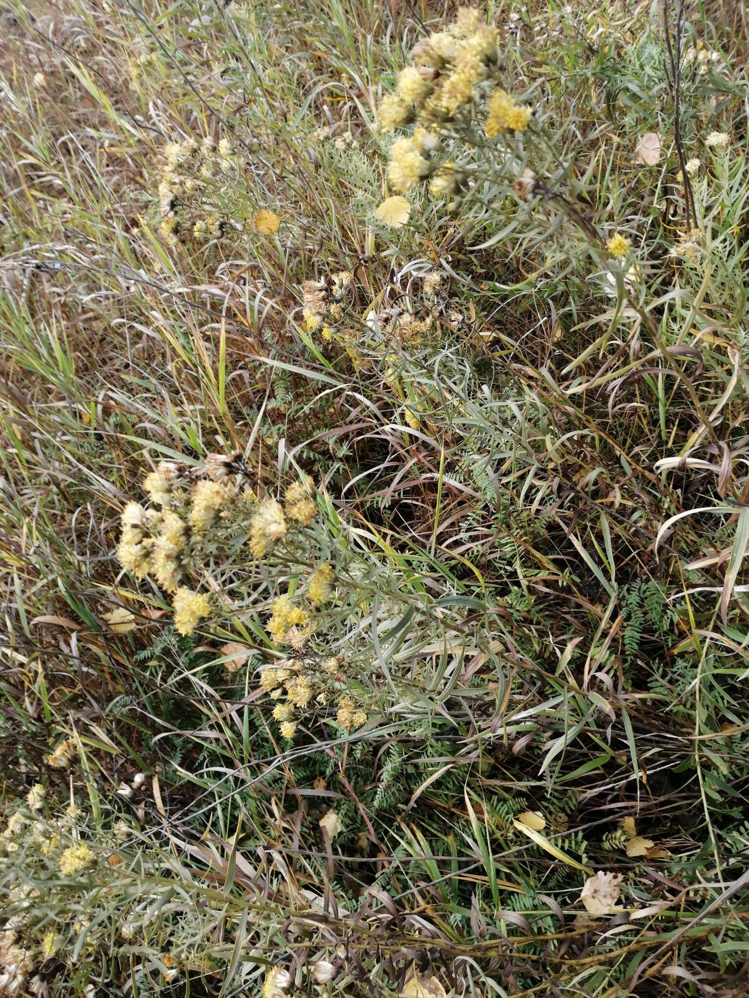 Image of Galatella biflora (L.) Nees