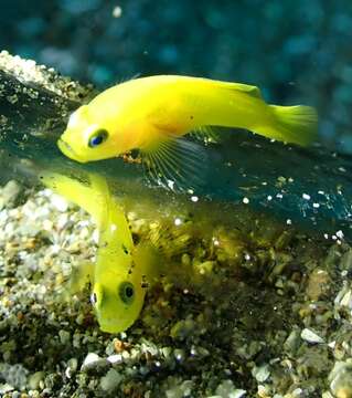 صورة Lubricogobius