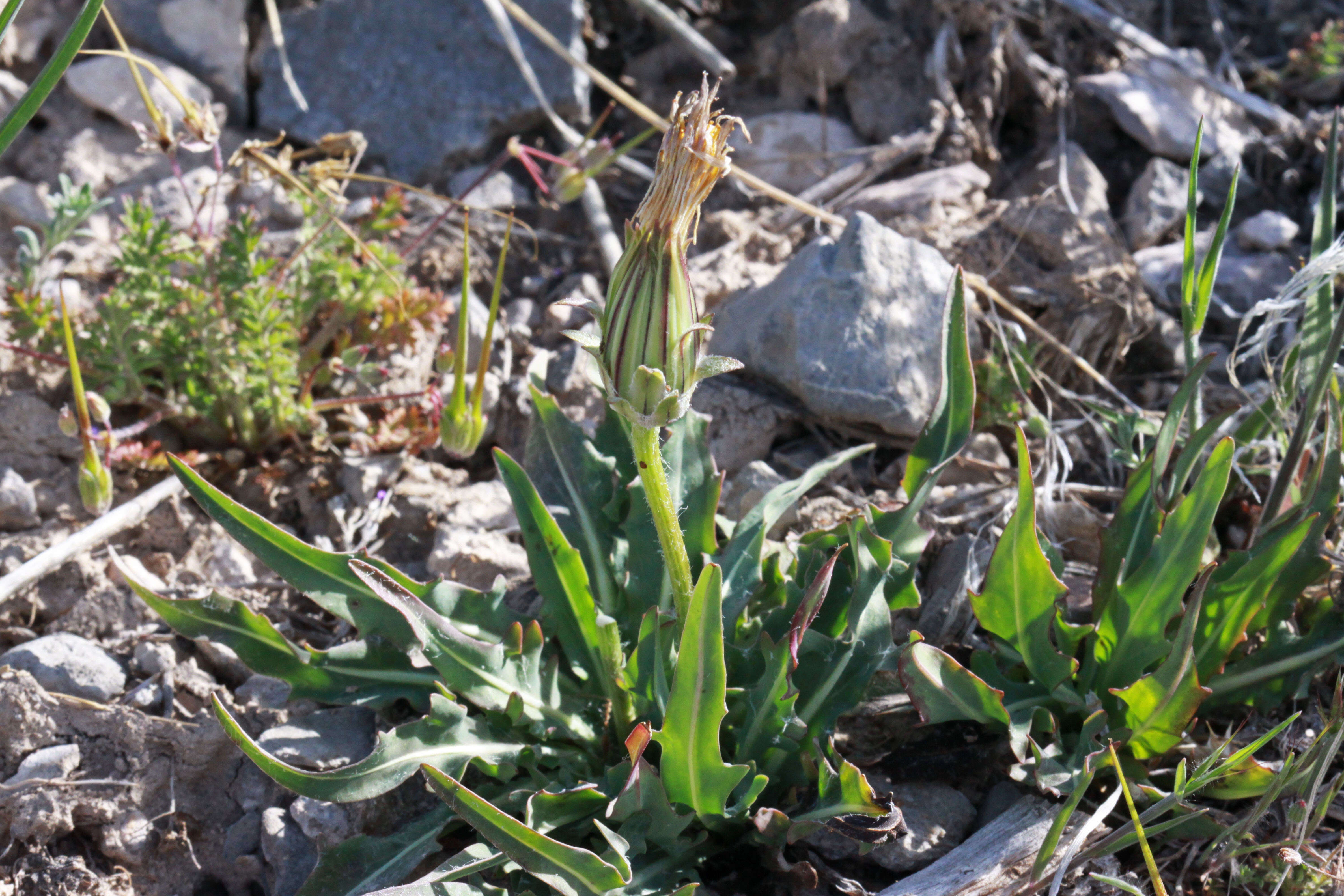 Image of pale agoseris