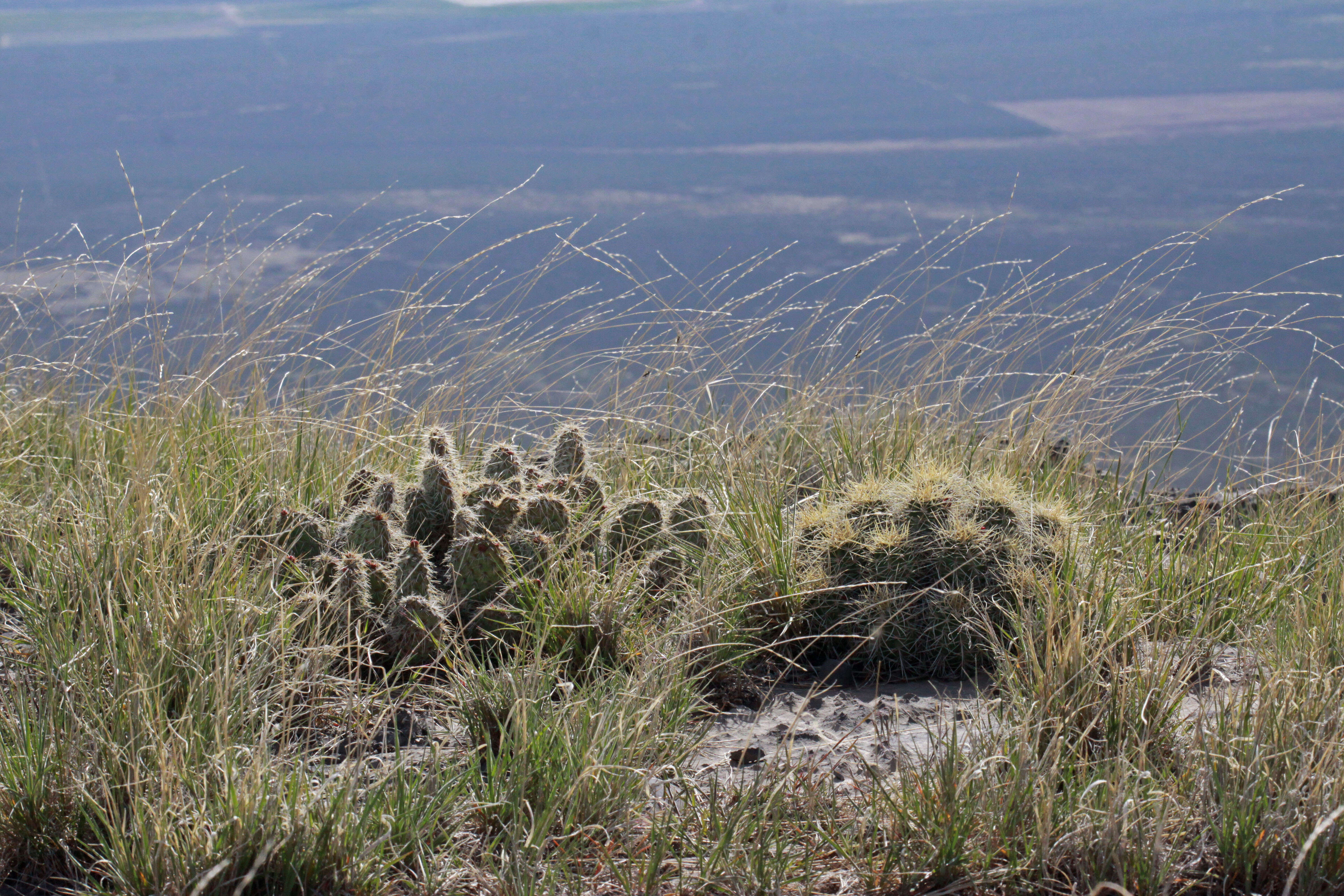 Image of Panhandle Prickly-pear