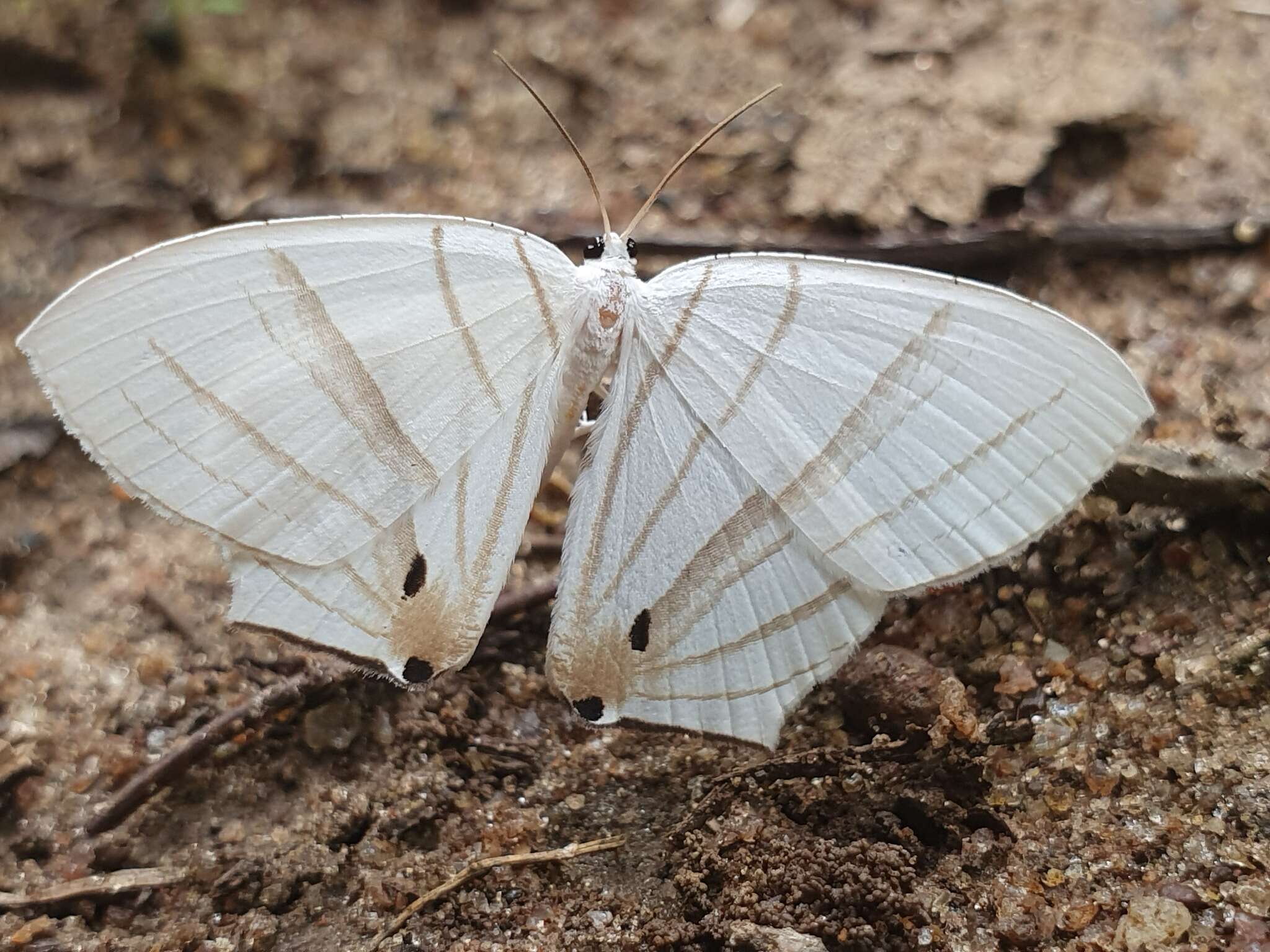 Image of Dissoprumna erycinaria Guenée 1857