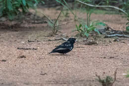 Image of Dusky Indigobird