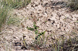 Image of clasping pepperweed