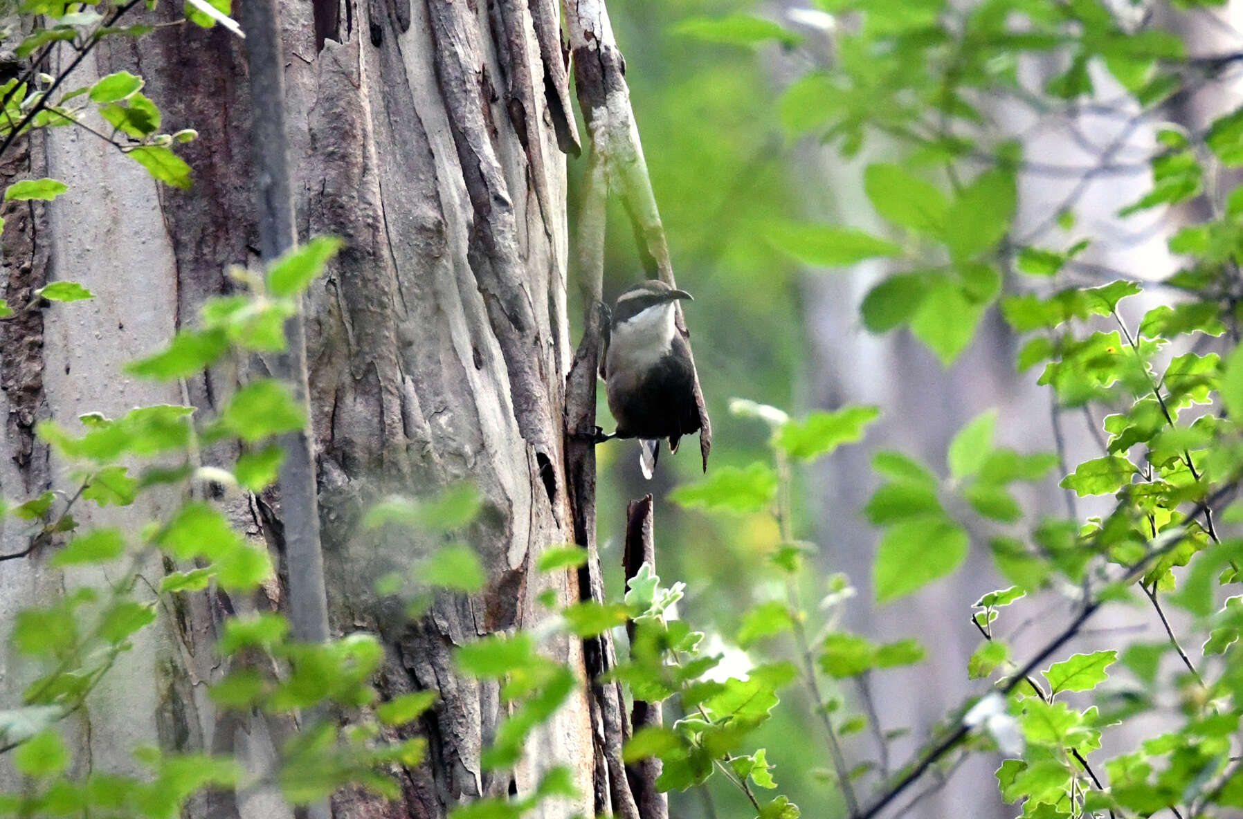 Image of White-browed Babbler