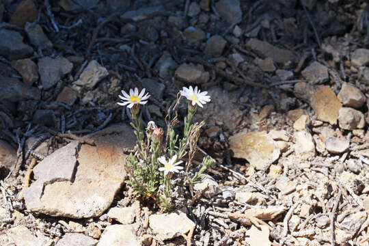 Image of rose heath