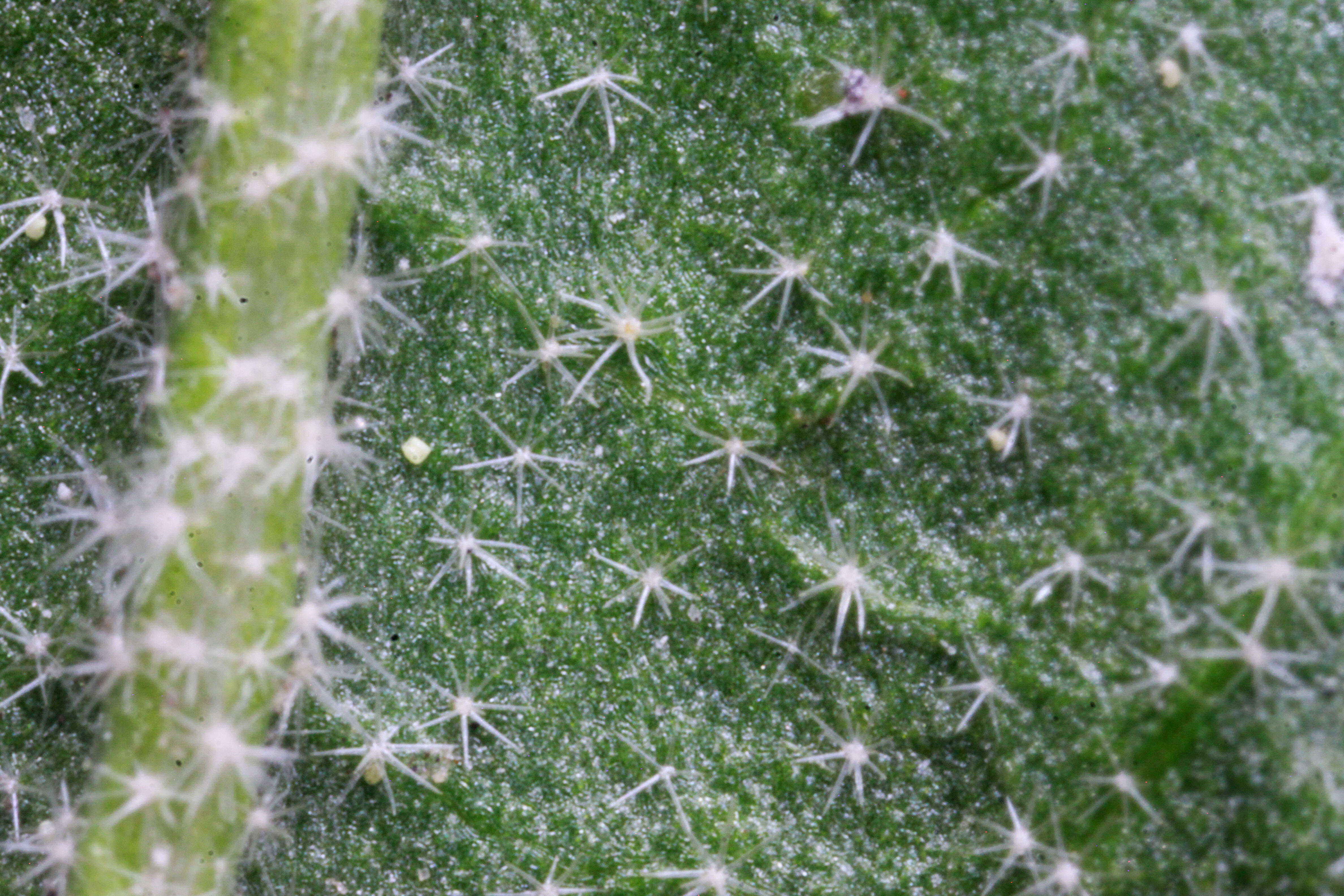 Image of Munro's globemallow