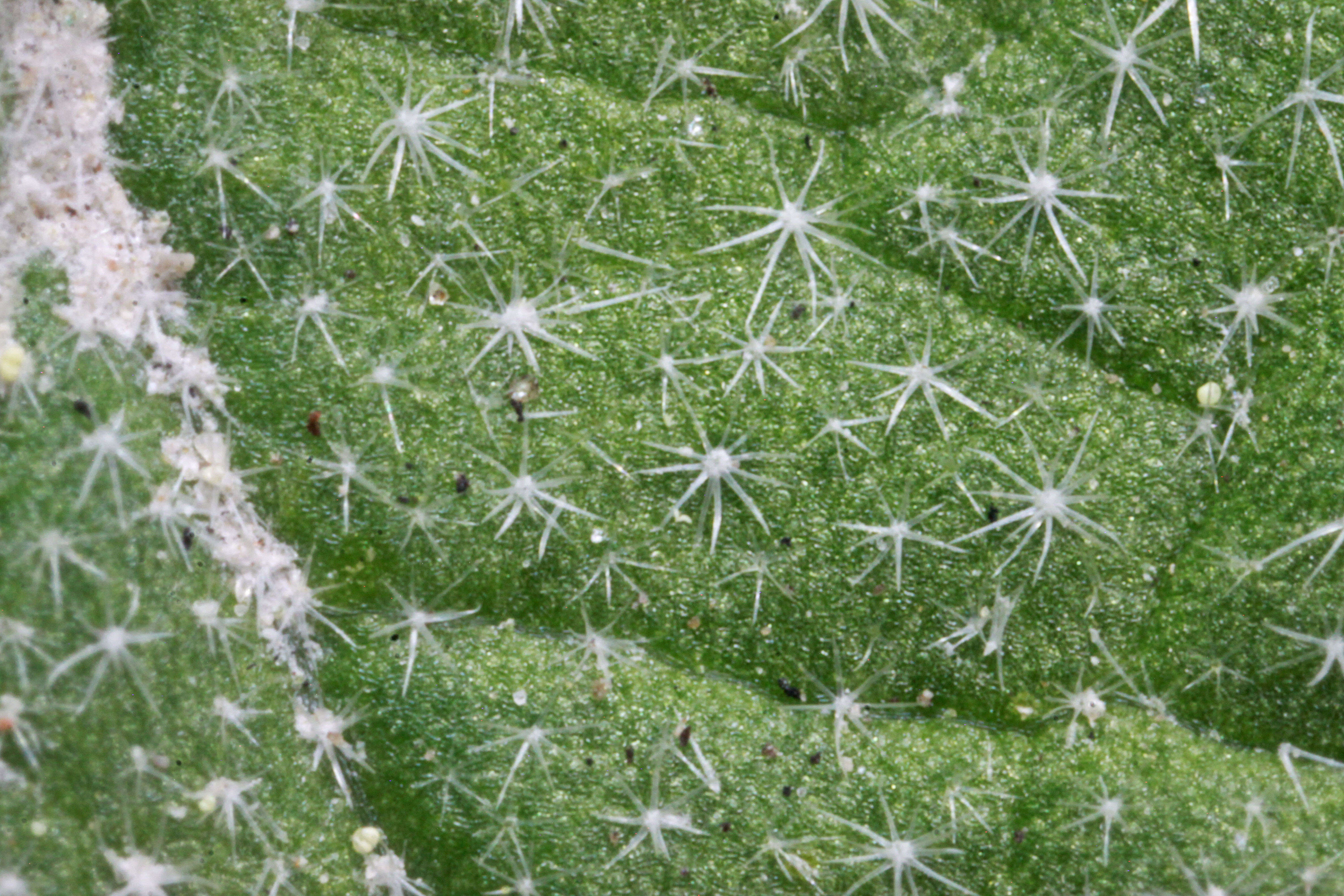 Image of Munro's globemallow