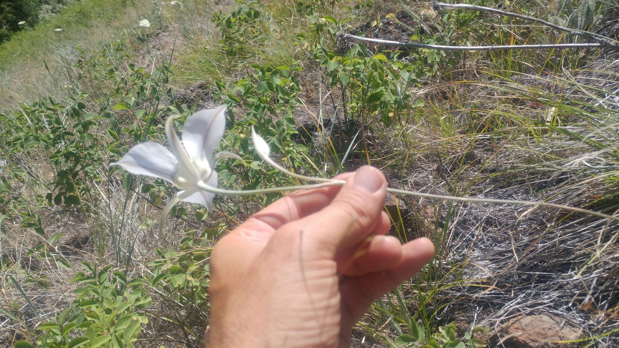 Image of Nez Perce mariposa lily