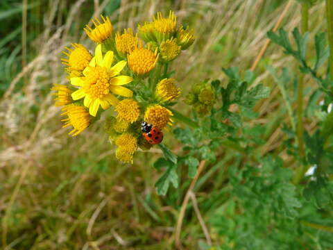 Image of 11-spot ladybird