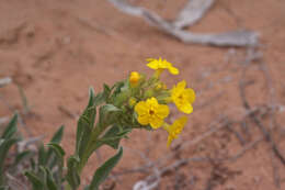 Image of Brenda's yellow cryptantha