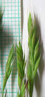 Image of brome fescue