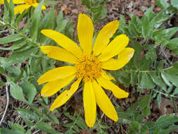 Image of cutleaf balsamroot