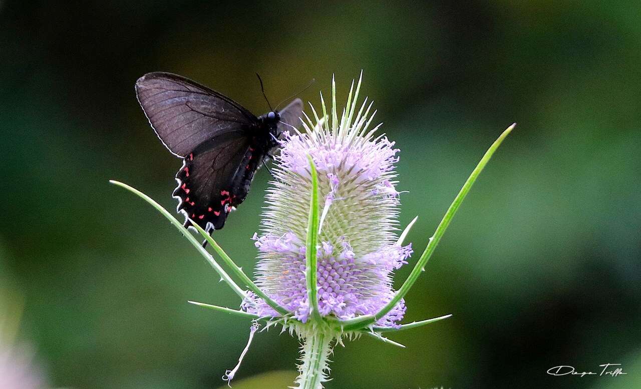 صورة Parides bunichus (Hübner 1821)