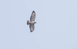 Image of African Red-tailed Buzzard