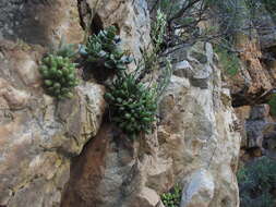 Imagem de Adromischus cristatus var. schonlandii (Phill.) Tölken