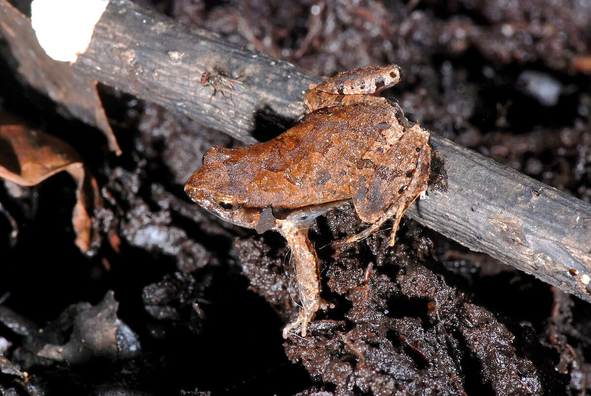 Image of Physalaemus crombiei Heyer & Wolf 1989