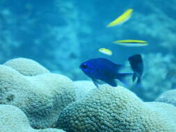 Image of Purple Chromis