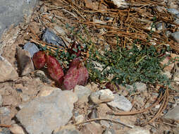 Imagem de Astragalus oophorus var. clokeyanus Barneby