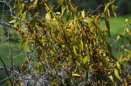 Image of Phoradendron nervosum Oliver