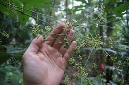 Image de Polyscias australiana (F. Muell.) Philipson