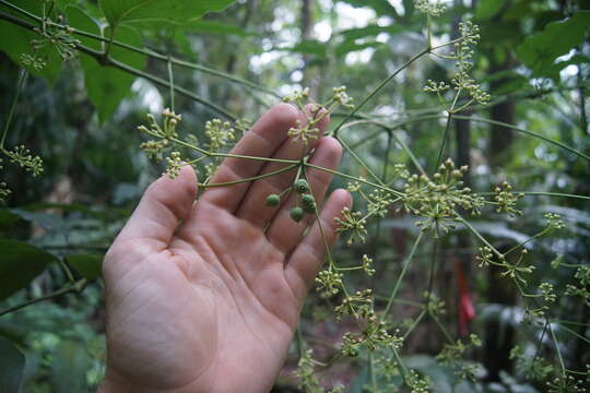 Image of Polyscias australiana (F. Muell.) Philipson