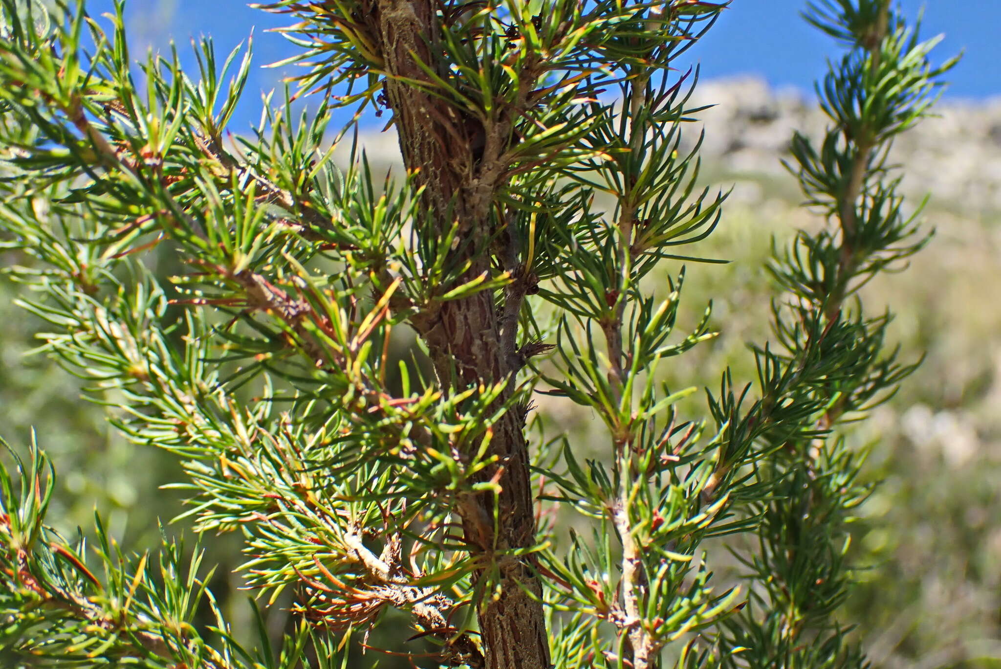 Image of Cliffortia paucistaminea var. australis C. Whitehouse