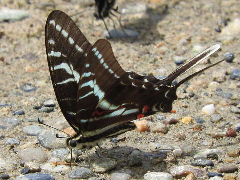 Image of Neographium