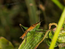 Conocephalus (Anisoptera) dorsalis (Latreille 1804) resmi