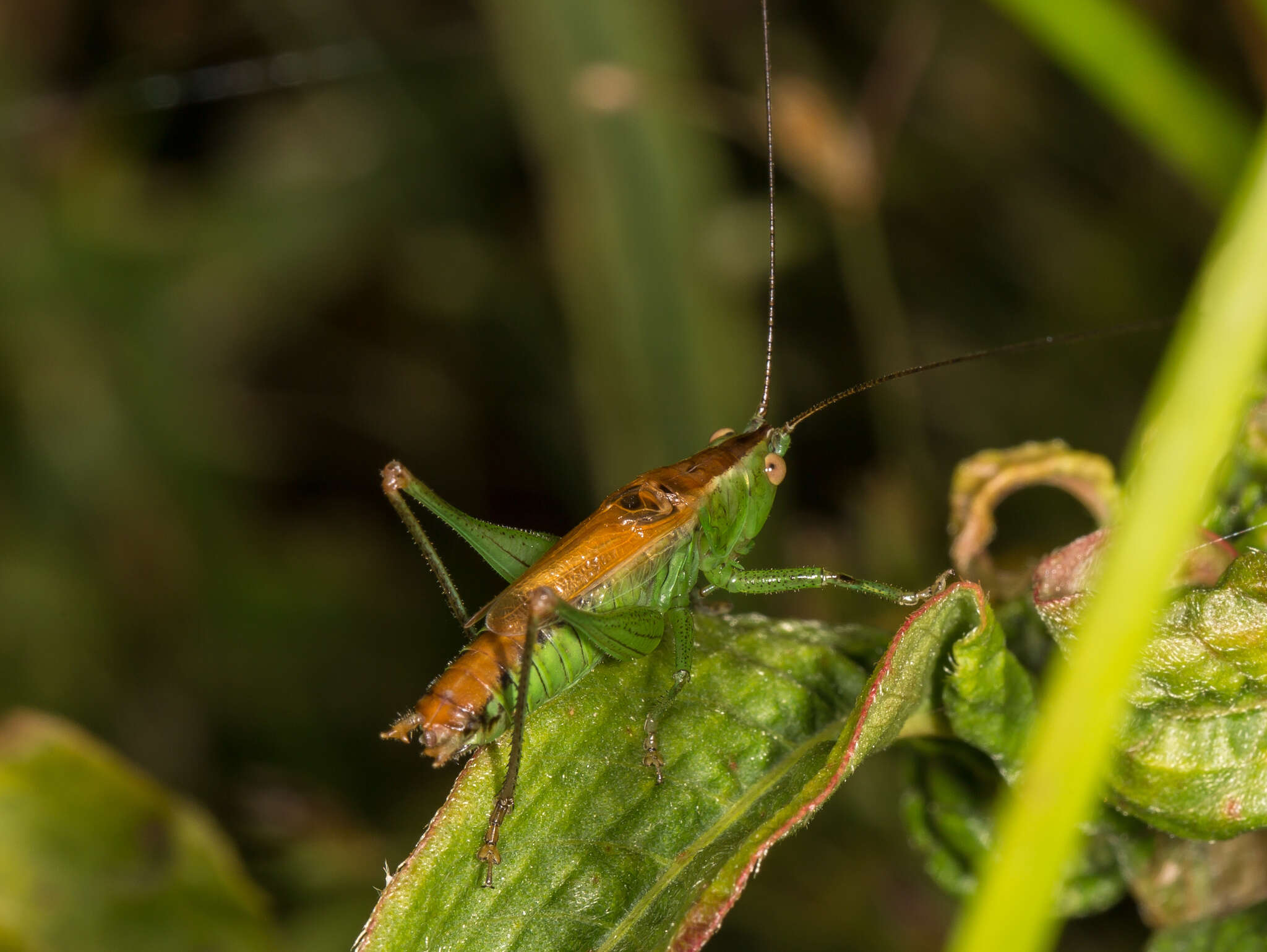 Conocephalus (Anisoptera) dorsalis (Latreille 1804) resmi