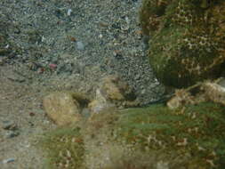 Image of Blue-speckled prawn-goby