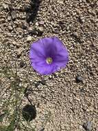 Imagem de Ipomoea ternifolia var. leptotoma (Torr.) J. A. Mc Donald