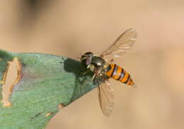 Image of Episyrphus trisectus (Loew 1858)
