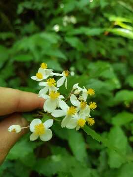 Image of Begonia catharinensis Brade